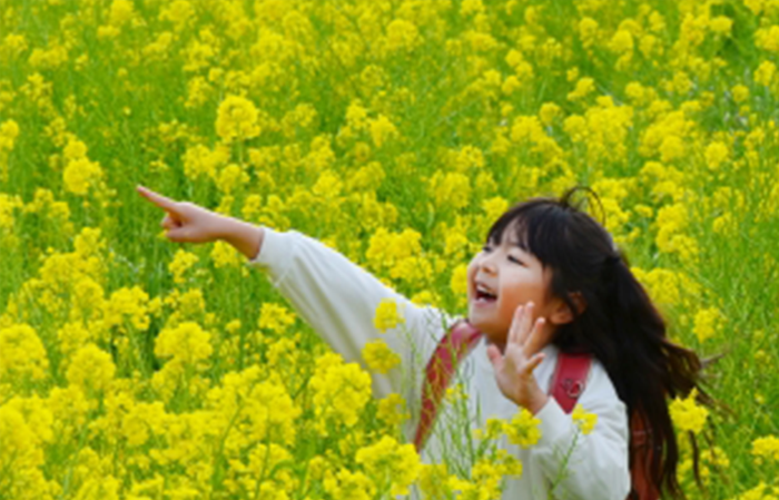top_koyo_s